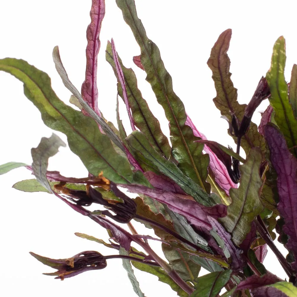 Hemigraphis Repanda Dragon's Tongue Easy Beginner Live Plant for Terrarium Paludarium or Vivarium