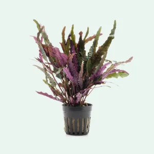 Hemigraphis Repanda Dragon's Tongue Easy Beginner Live Plant for Terrarium Paludarium or Vivarium