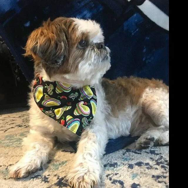 Lighthouse dog collar handmade adjustable buckle collar 1" wide or leash Petcollarshandmade