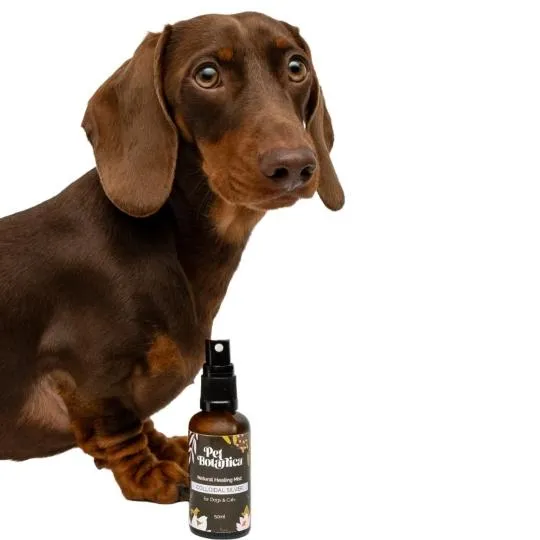 Pet Botanica Colloidal Silver Natural Healing Mist for Dogs 50ml