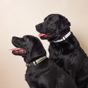 Pet collar