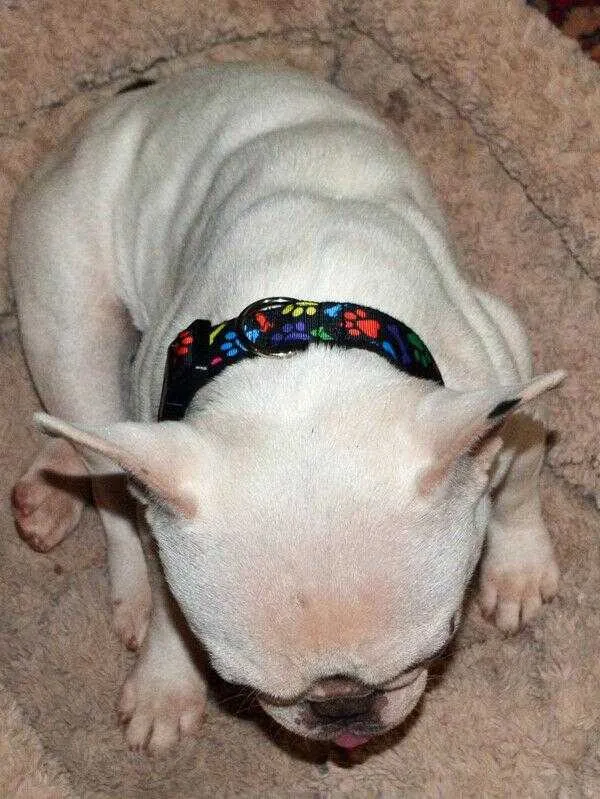 Rainbow Hearts dog collar handmade adjustable buckle collar 1" wide leash Petcollarshandmade