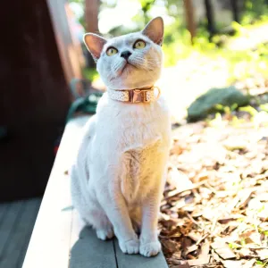 Speckled Safety Meow Cat Collar