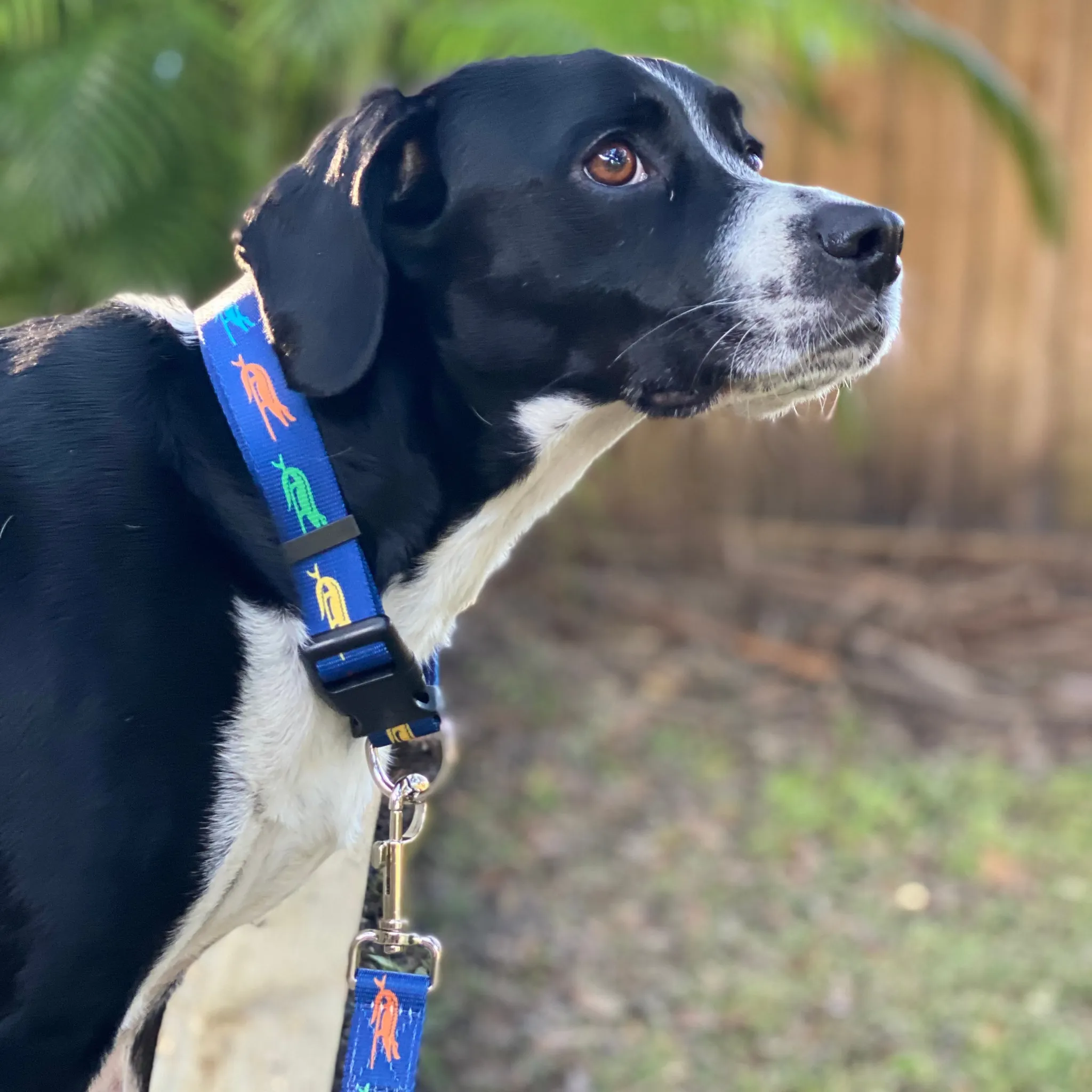 SURF GATOR PET COLLAR