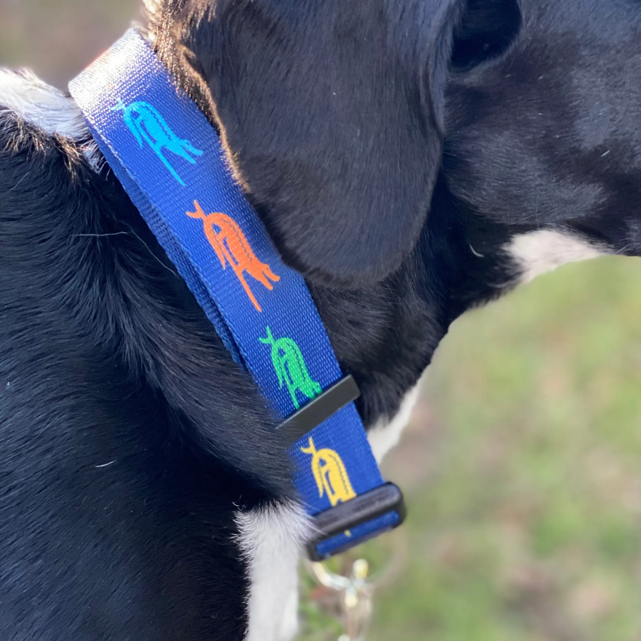 SURF GATOR PET COLLAR