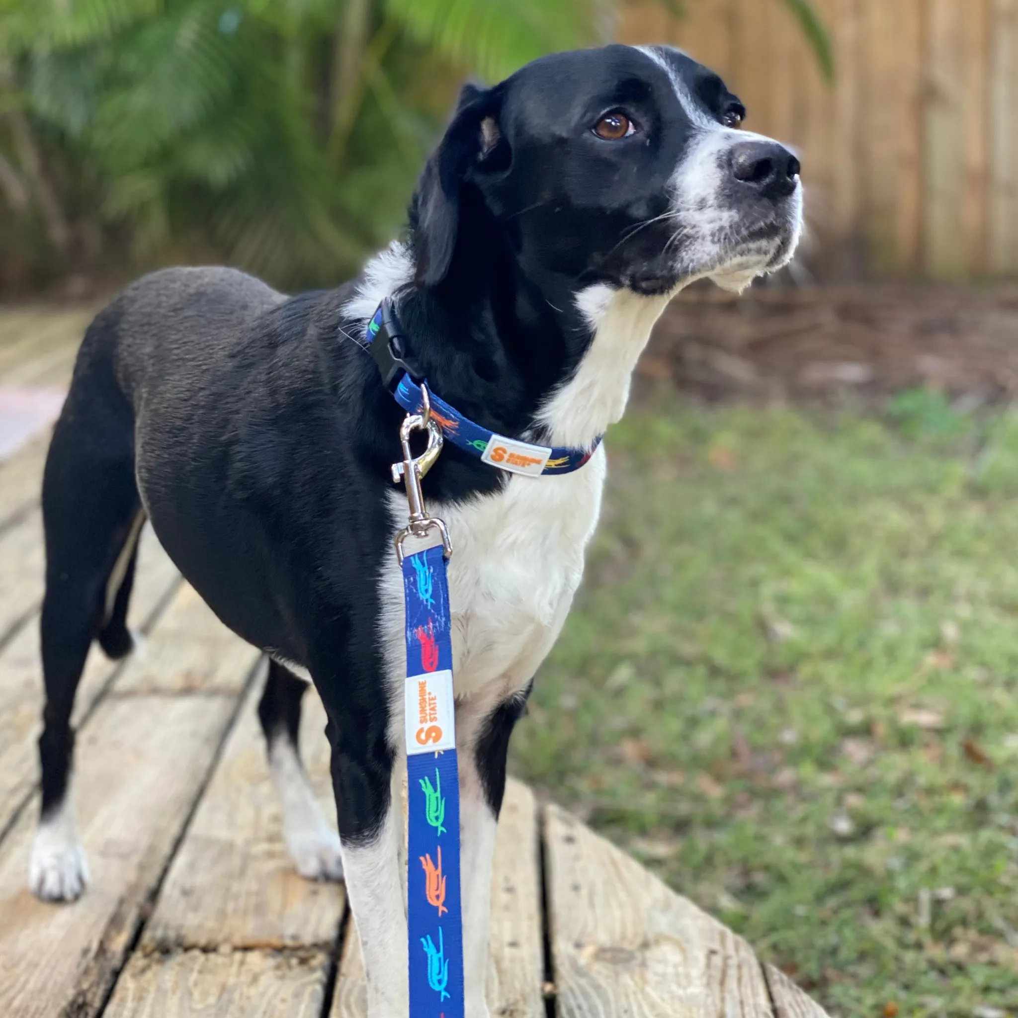 SURF GATOR PET COLLAR