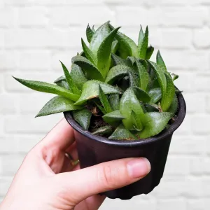 Veined Haworthia