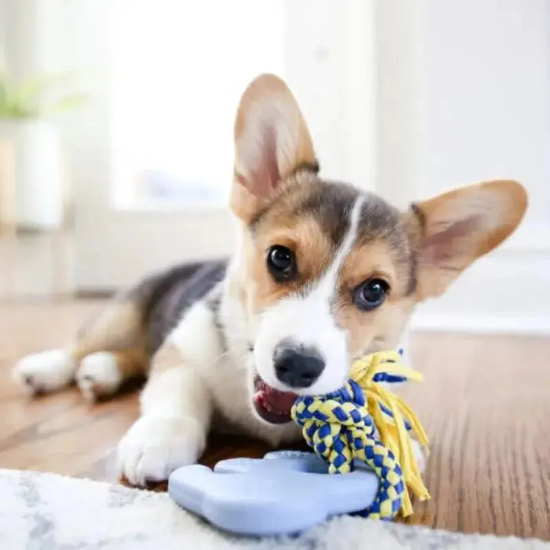 ZippyPaws ZippyTuff Teetherz Collection Dog Toy